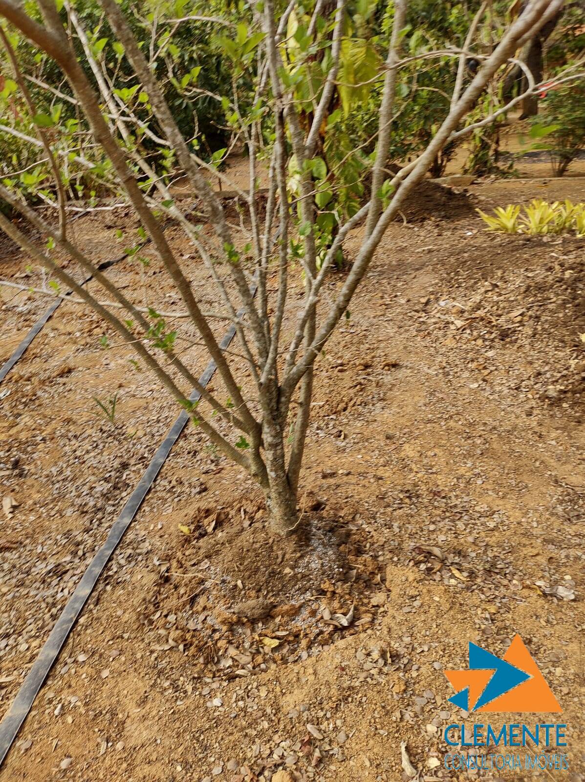 Terreno, 1000 m² - Foto 5